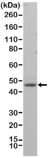 Bio-Rad MCA6344 image 1