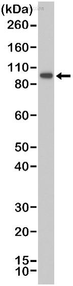 Bio-Rad MCA6351 image 1