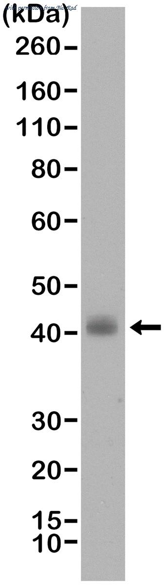 Bio-Rad MCA6354 image 1