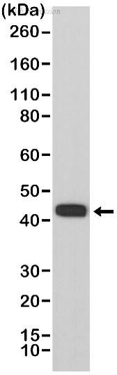 Bio-Rad MCA6356 image 1