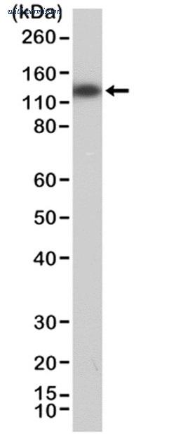 Bio-Rad MCA6363 image 1