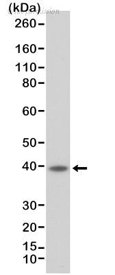 Bio-Rad MCA6364 image 1