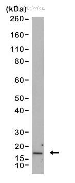 Bio-Rad MCA6365 image 1