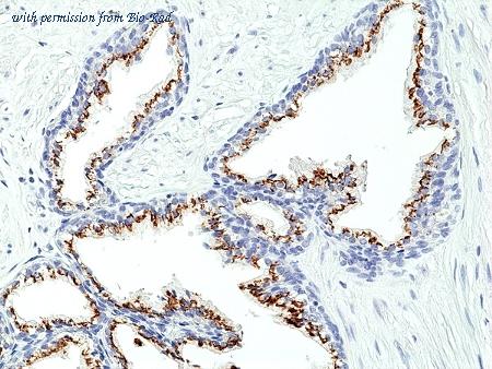 Bio-Rad MCA6366 image 1