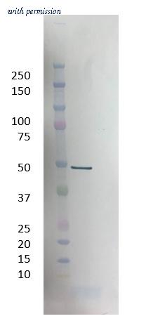 Bio-Rad MCA6372 image 1