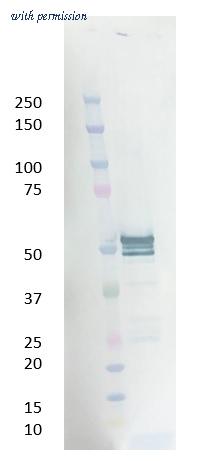 Bio-Rad MCA6373 image 1
