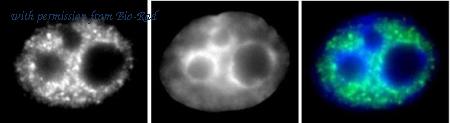 Bio-Rad MCA6378 image 1