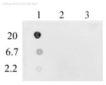 Bio-Rad MCA6391 image 1
