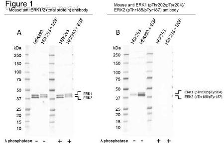 Bio-Rad VMA00713 image 1