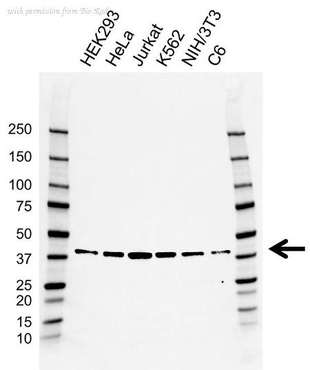Bio-Rad VMA00785 image 1