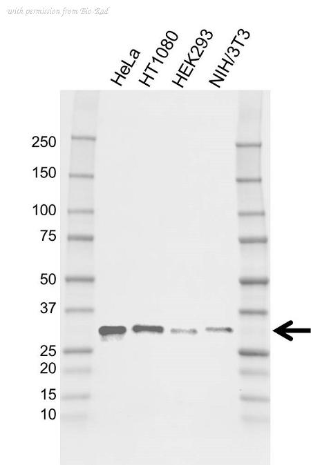 Bio-Rad VMA00791 image 1