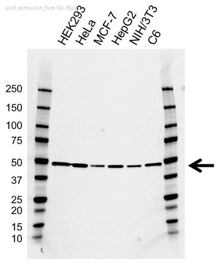 Bio-Rad VMA00803 image 1