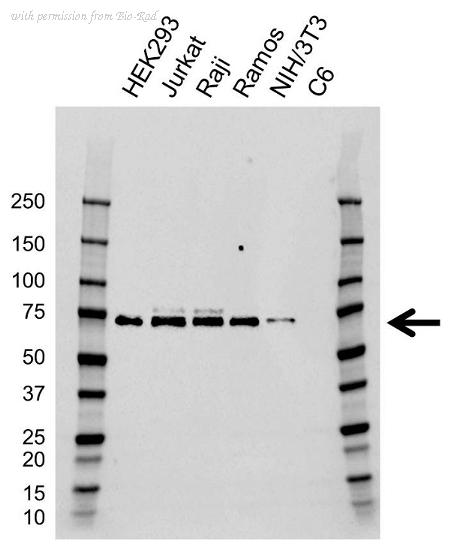 Bio-Rad VMA00808 image 1