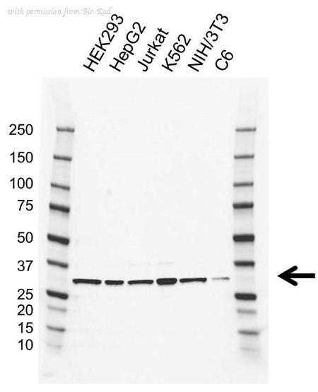 Bio-Rad VMA00815 image 1