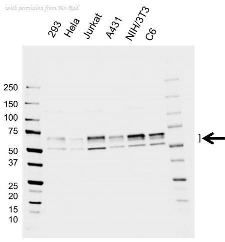 Bio-Rad VMA00817 image 1