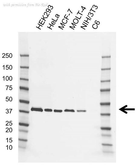 Bio-Rad VMA00820 image 1