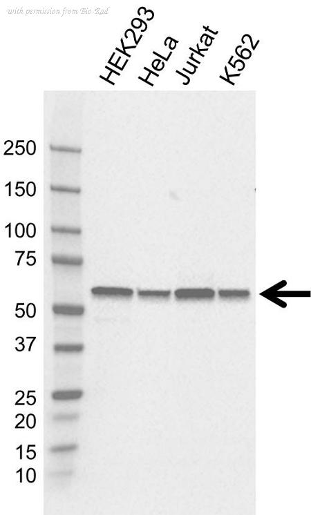 Bio-Rad VMA00851 image 1