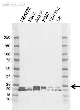 Bio-Rad VMA00852 image 1