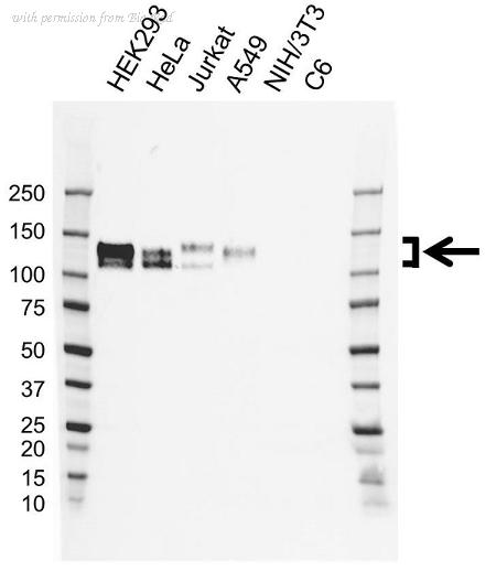 Bio-Rad VMA00865 image 1