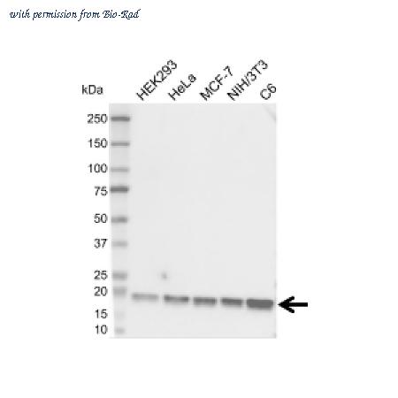 Bio-Rad VMA00870 image 1