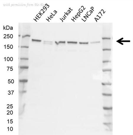 Bio-Rad VMA00874 image 1