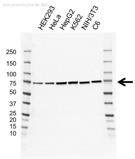 Bio-Rad VMA00877 image 1
