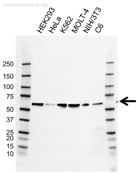 Bio-Rad VMA00886 image 1