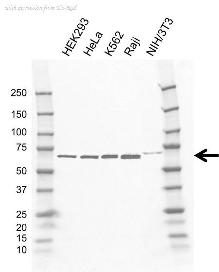 Bio-Rad VMA00887 image 1