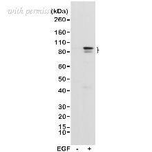 Bio-Rad VMA00899 image 1