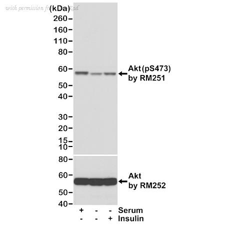 Bio-Rad VMA00900 image 1