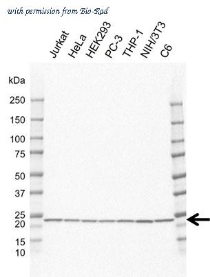 Bio-Rad VMA00903 image 1
