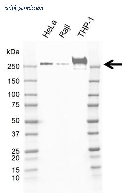 Bio-Rad VMA00907 image 1