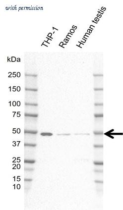 Bio-Rad VMA00908 image 1