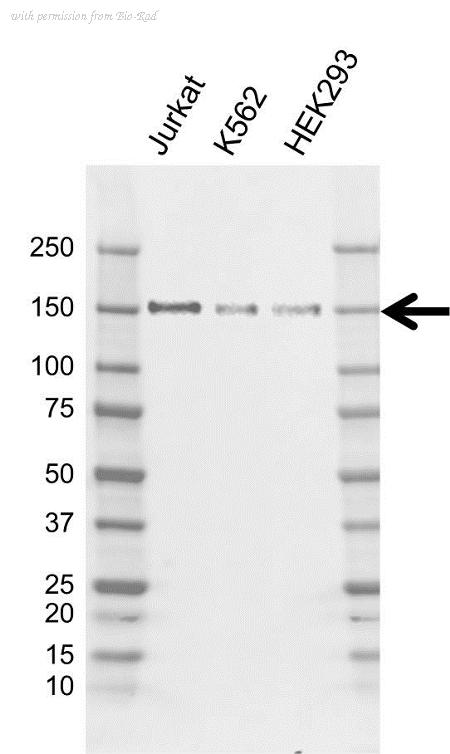 Bio-Rad VMA00910 image 1