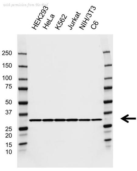 Bio-Rad VMA00916 image 1