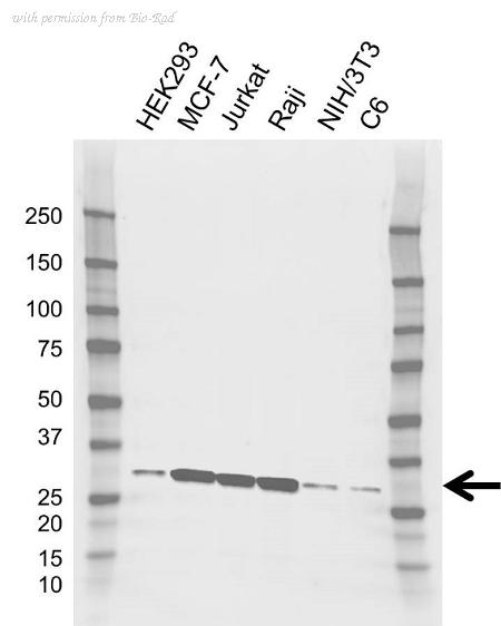 Bio-Rad VMA00917 image 1