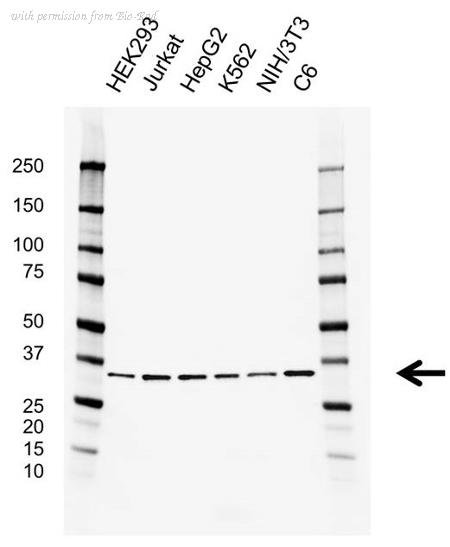 Bio-Rad VMA00926 image 1