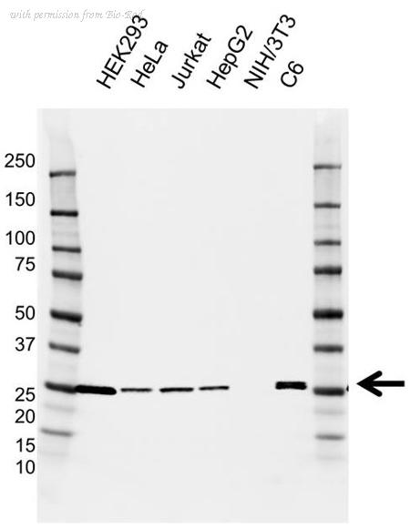 Bio-Rad VMA00932 image 1