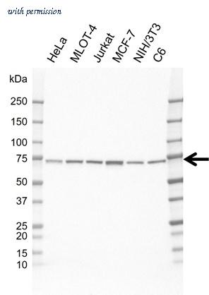 Bio-Rad VMA00966 image 1