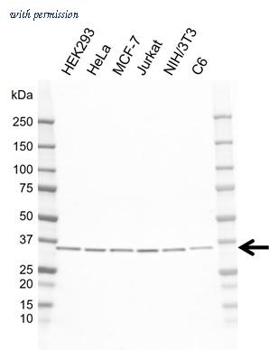 Bio-Rad VMA00969 image 1