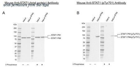 Bio-Rad VMA00981 image 1