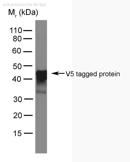 Bio-Rad MCA2894D550 image 1