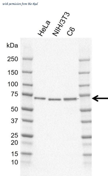 Bio-Rad MCA6401 image 1