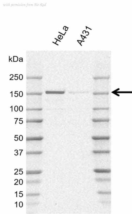 Bio-Rad MCA6411GA image 1