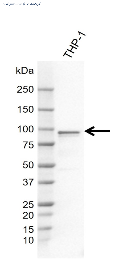 Bio-Rad MCA6412GA image 1