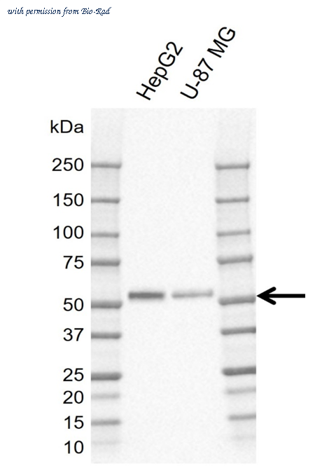 Bio-Rad MCA6413GA image 1