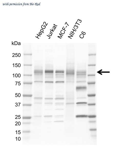 Bio-Rad MCA6418GA image 1