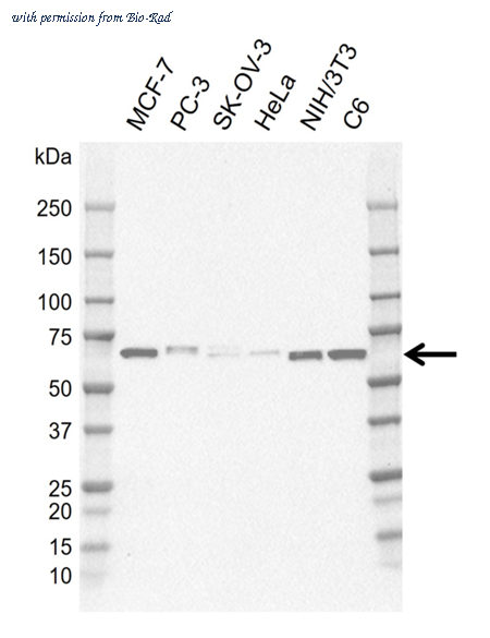 Bio-Rad MCA6419GA image 1