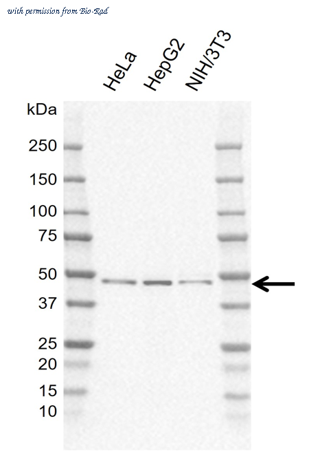 Bio-Rad MCA6422GA image 1