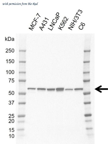 Bio-Rad VMA00985 image 1